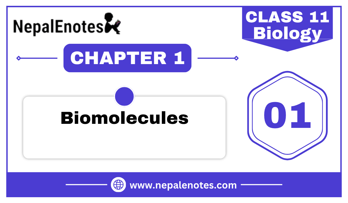 Class 11 Biology Biomolecules Notes