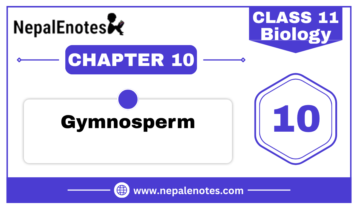 Class 11 Biology Gymnosperm Notes
