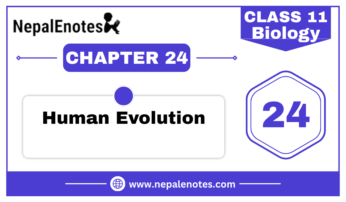 Class 11 Biology Human evolution Notes