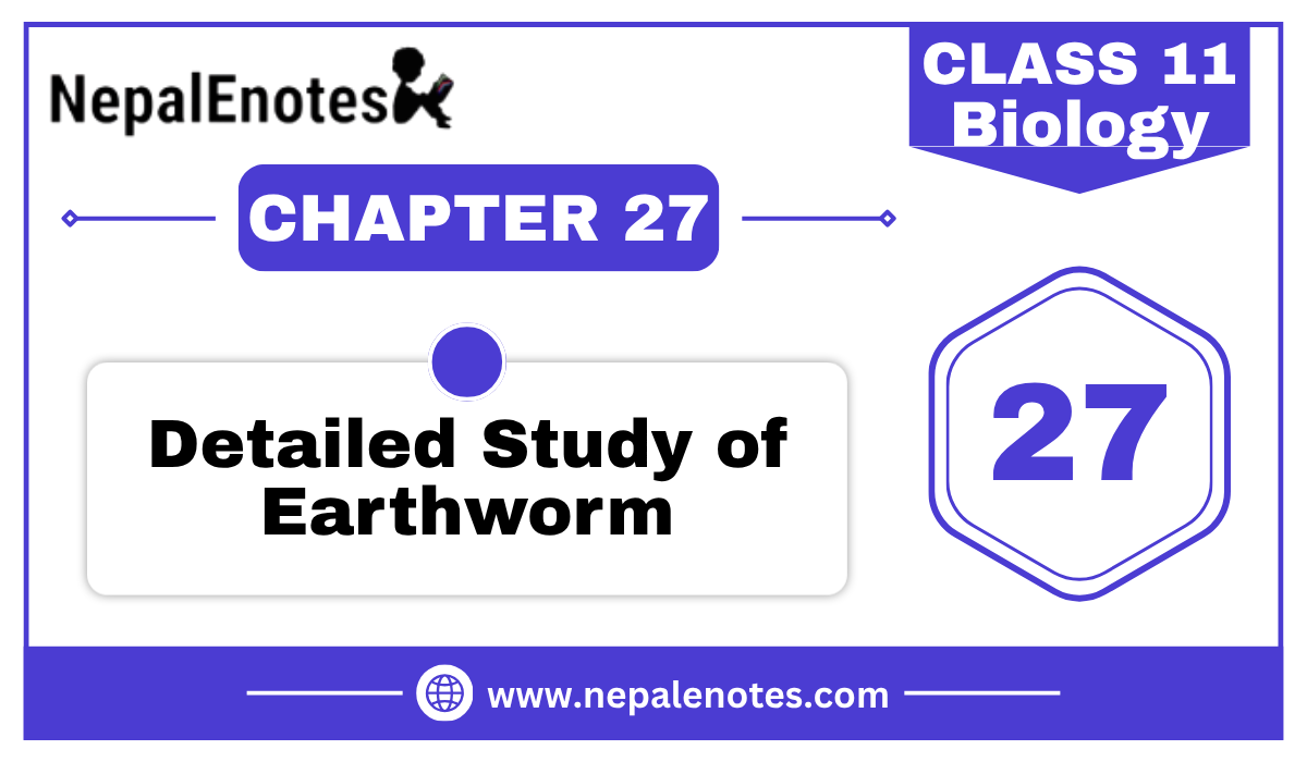 Class 11 Biology | Detailed study of Earthworm Notes
