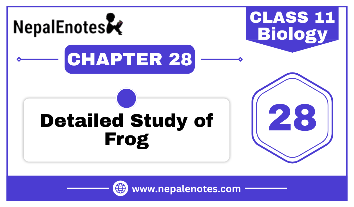 Class 11 Biology | Detailed study of Frog Notes
