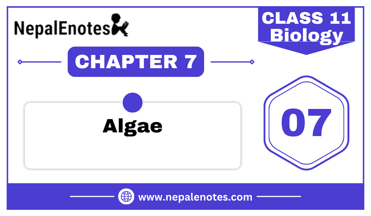 Class 11 Biology Algae Notes