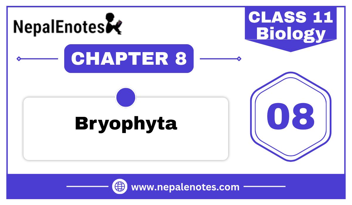 Class 11 Biology Bryophyta Notes