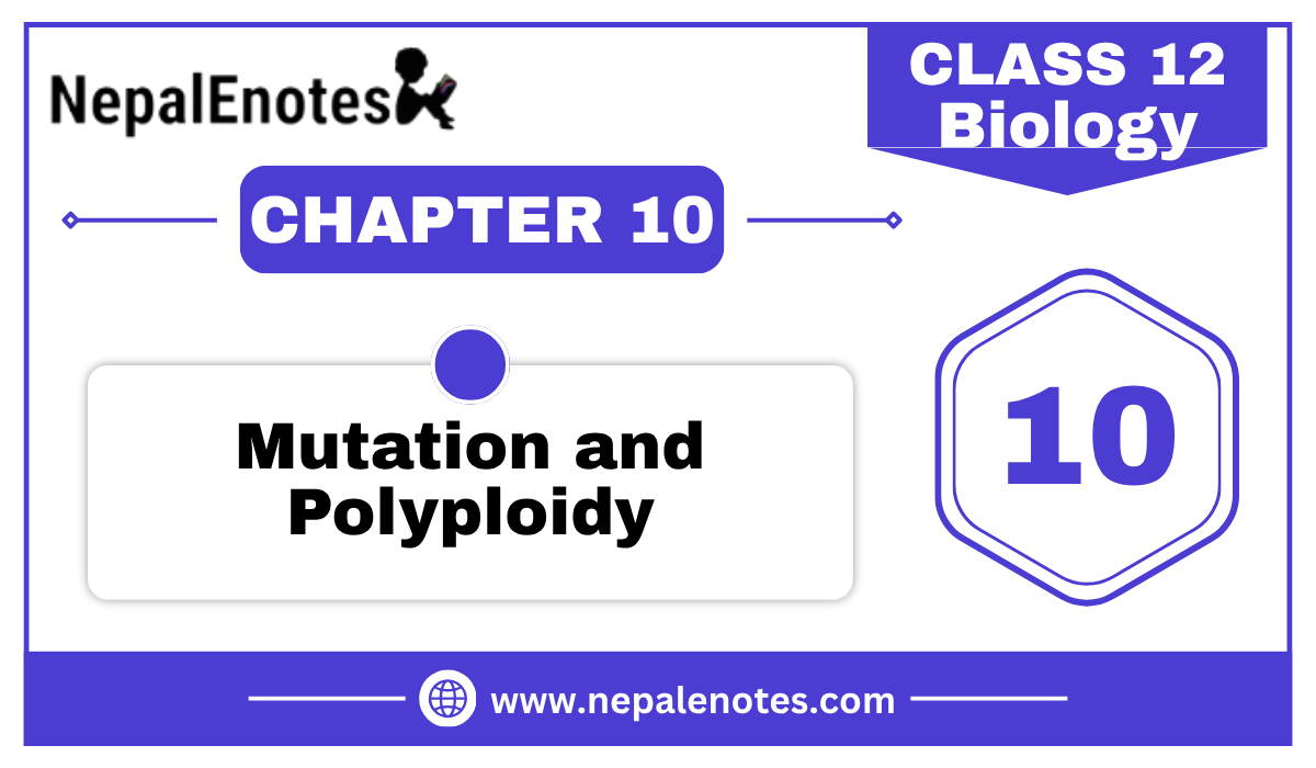 Class 12 Biology Mutation and polyploidy Notes