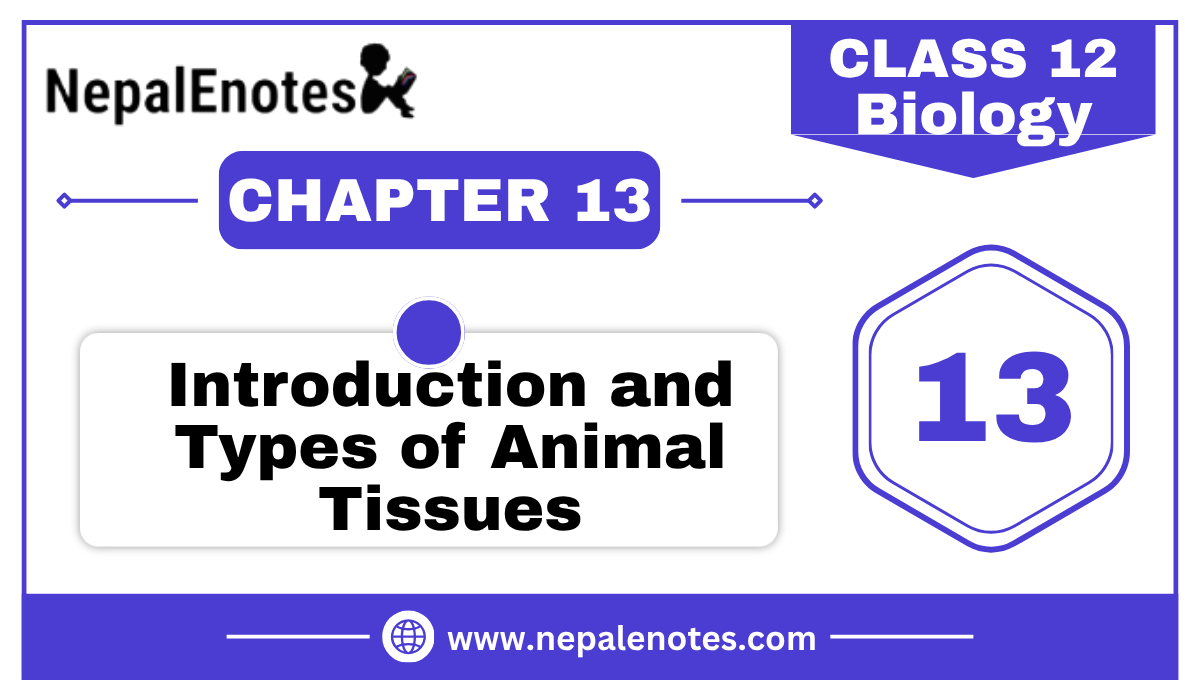 Class 12 Zoology Introduction; Types of animal tissues Notes