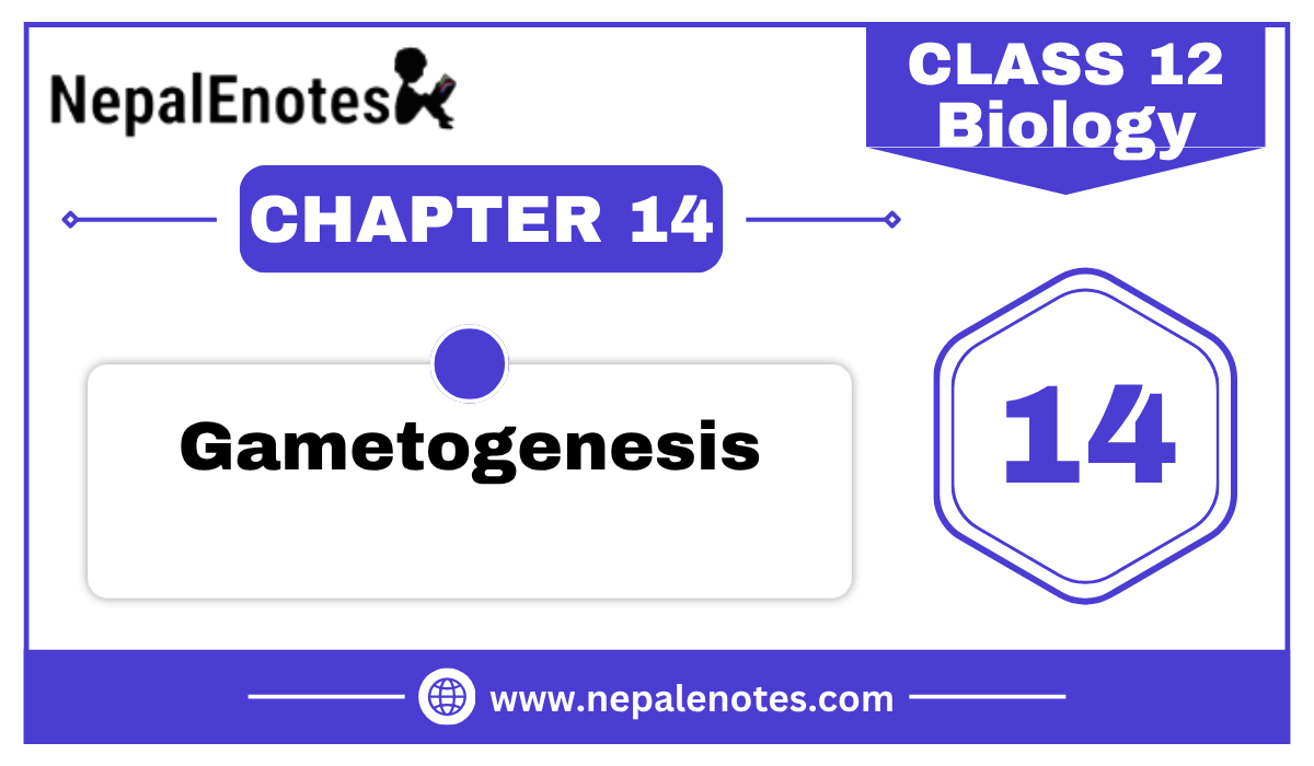 Class 12 Zoology Gametogenesis Notes