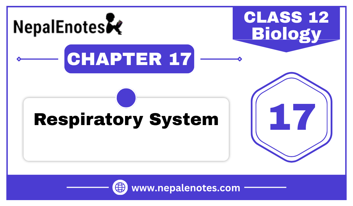 Class 12 Zoology Respiratory System Notes