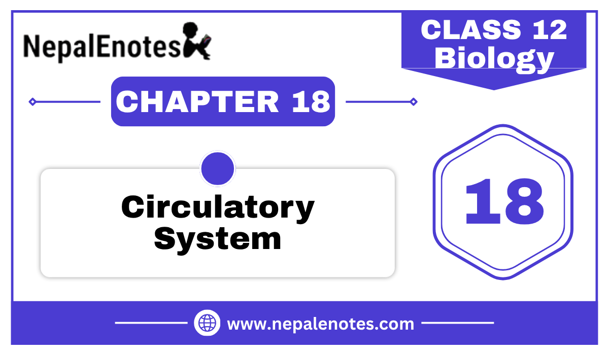 Class 12 Zoology Circulatory System Notes