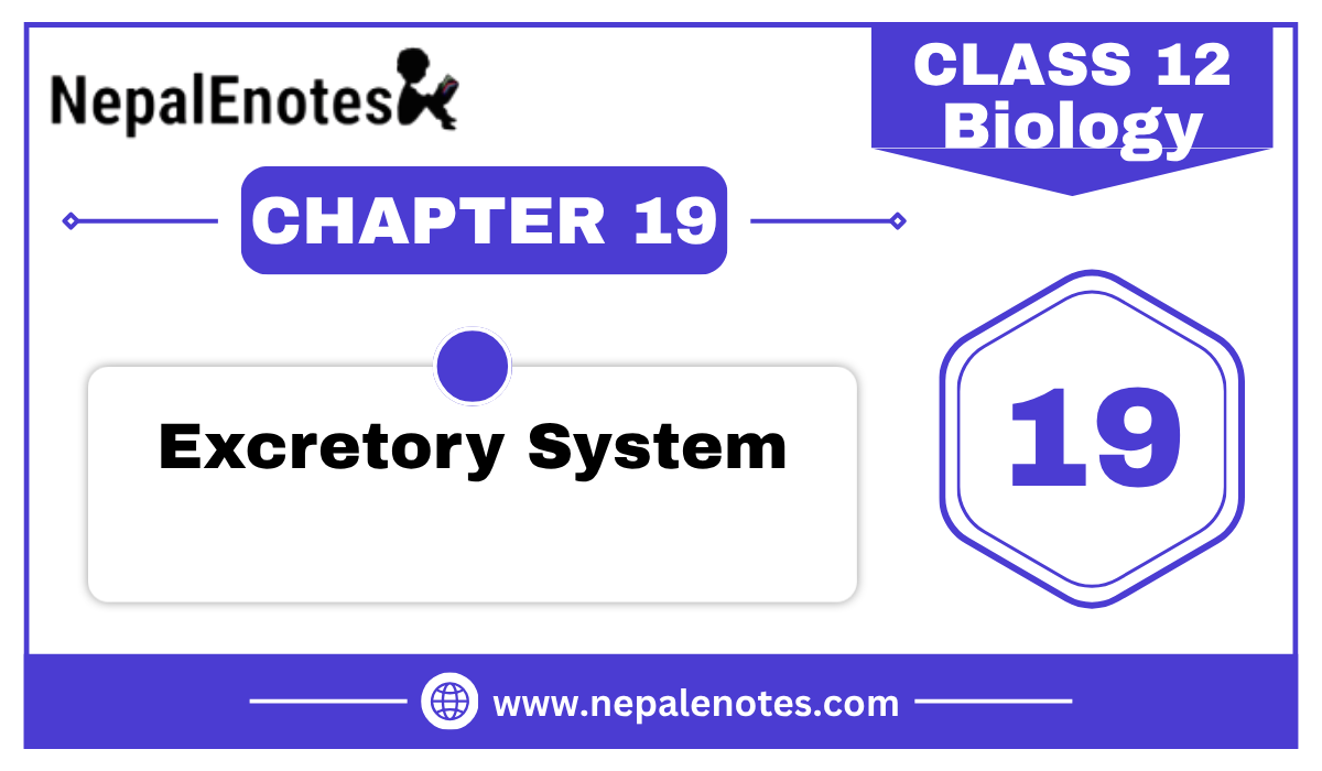 Class 12 Zoology Excretory System Notes