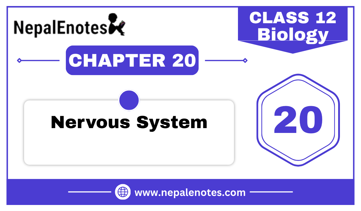 Class 12 Zoology Nervous System Notes