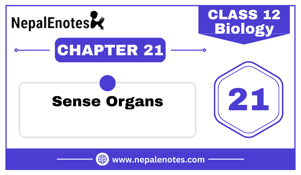 Class 12 Zoology Sense Organs Notes